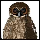 colour brown owl